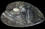 Heart Shaped Fossil Goniatite Dish #61260-1